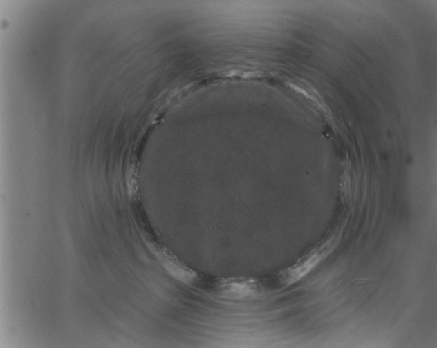 X0000066530285200603311827