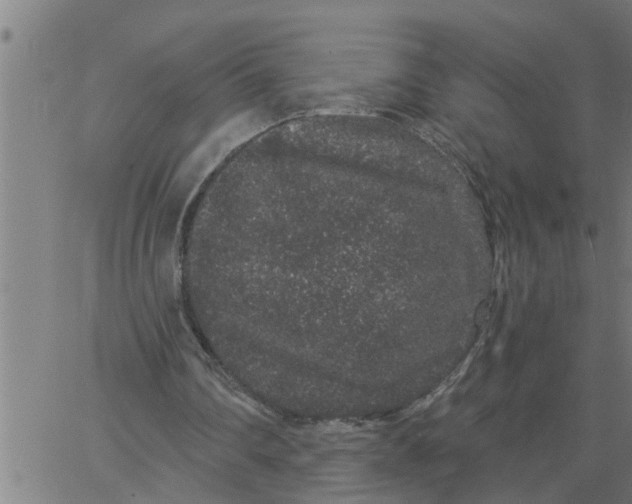 X0000066530290200603311827