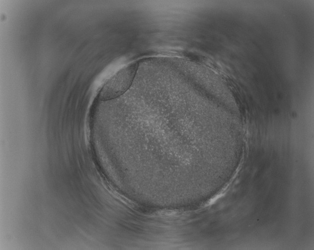 X0000066530294200603311827