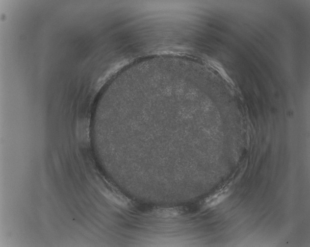 X0000066530299200603311827