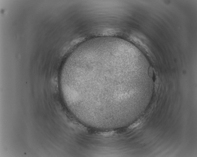 X0000066530306200603311826