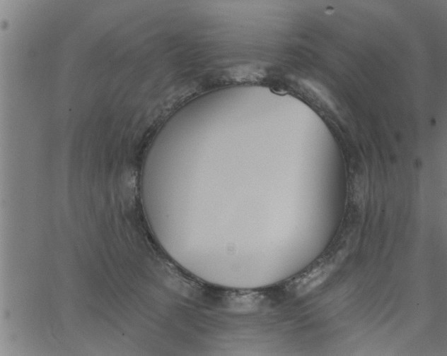 X0000066530321200603311826