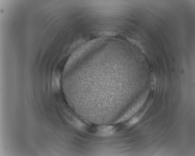 X0000066530334200603311826