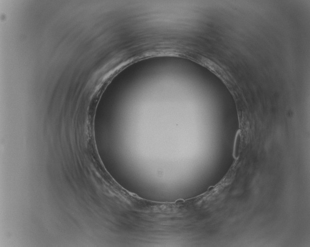 X0000066530338200603311825