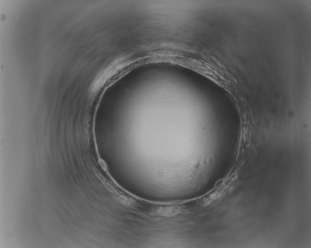 X0000066530341200603311825