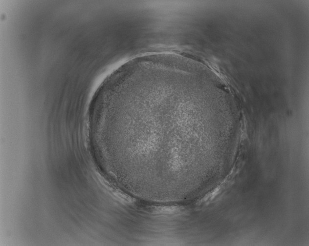 X0000066530342200603311825