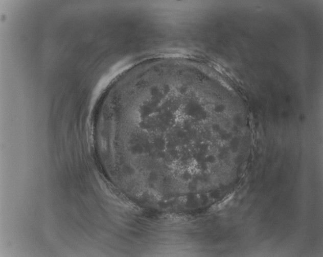 X0000066530343200603311825