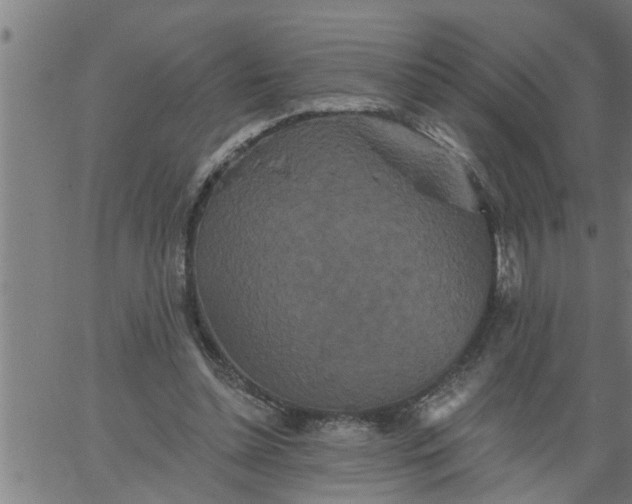 X0000066530348200603311825