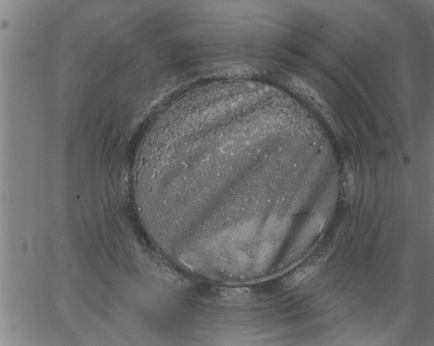 X0000066530355200603311826