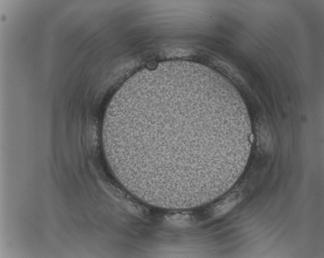 X0000066530362200603311826