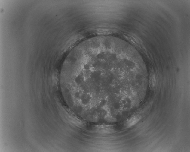 X0000066530367200603311826