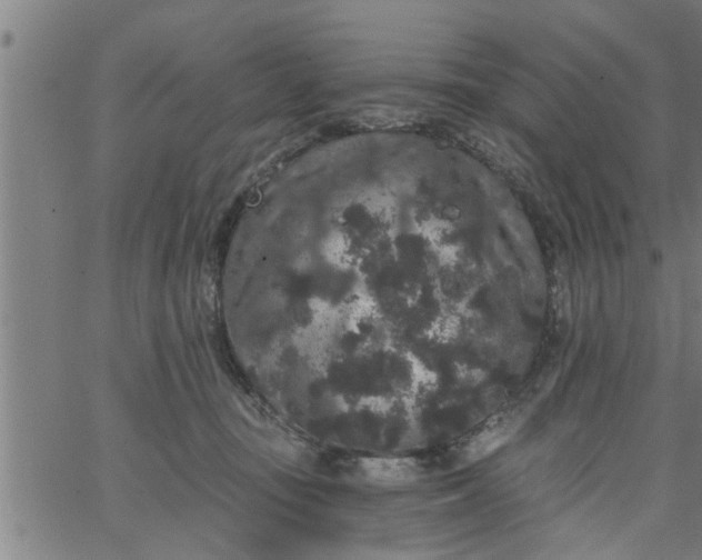 X0000066530371200603311826