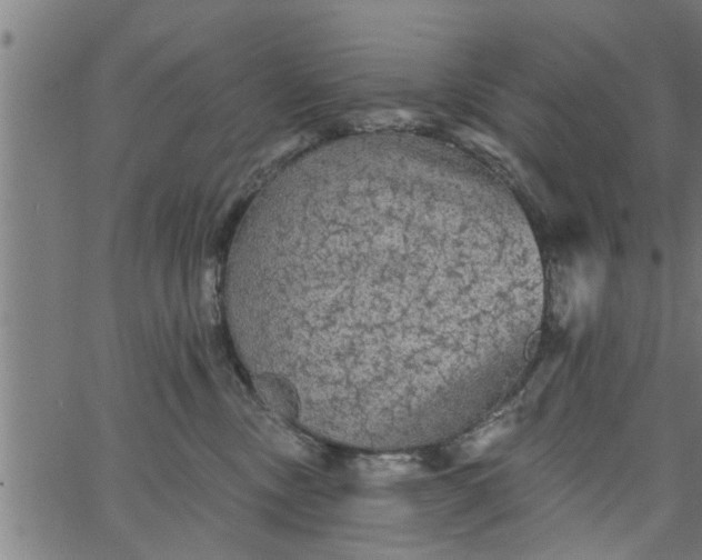 X0000066530378200603311826