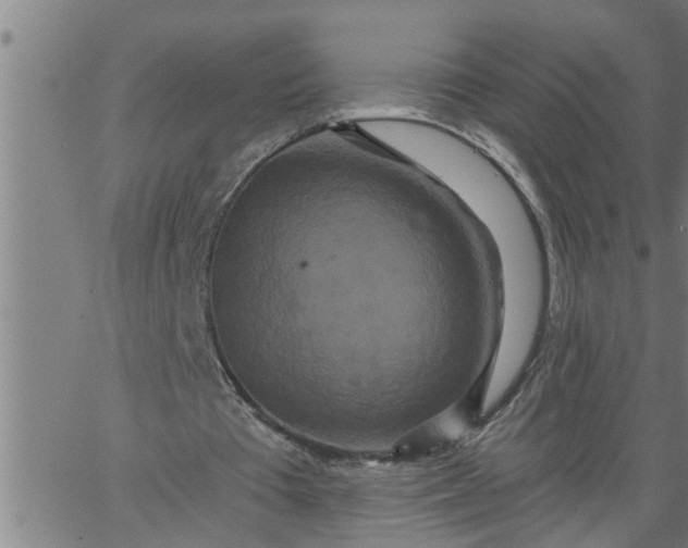 X0000066530385200603311825