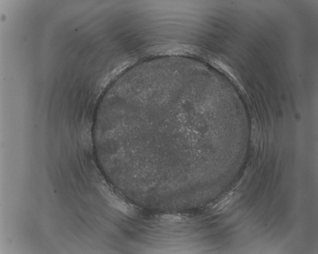 X0000066530394200603311825