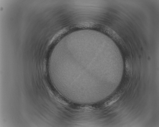 X0000066530396200603311825