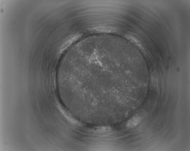 X0000066530398200603311825