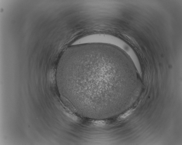 X0000066530409200603311825