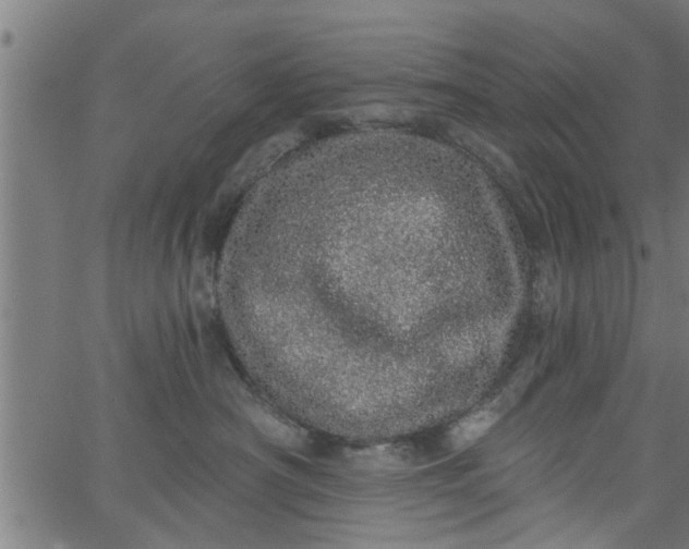 X0000066530430200603311824