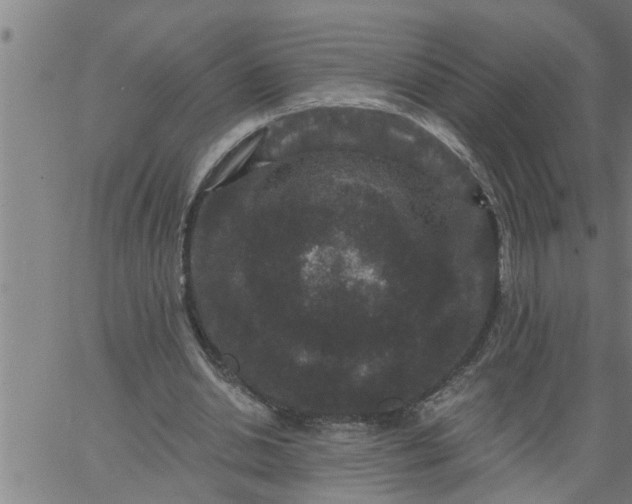 X0000066530438200603311824