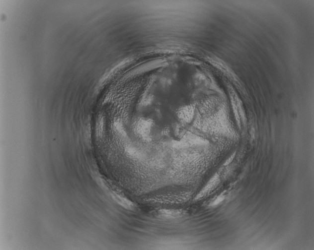 X0000066530442200603311824