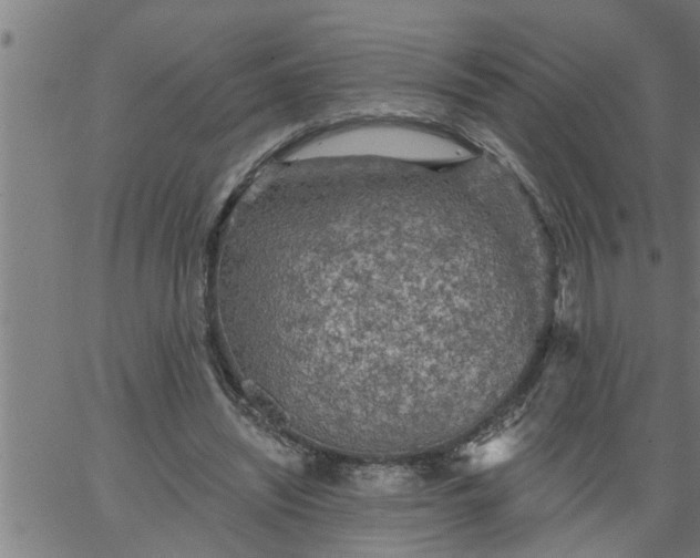 X0000066530444200603311824