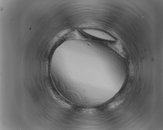 X0000066530446200603311824