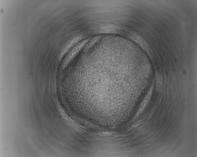 X0000066530482200603311824