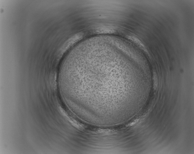 X0000066530490200603311824