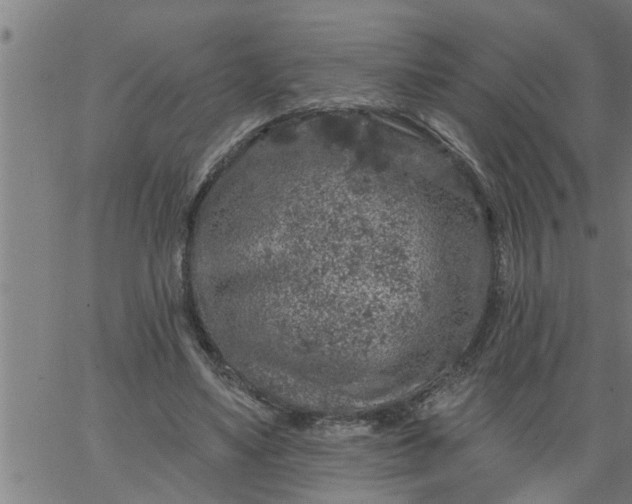 X0000066530491200603311824