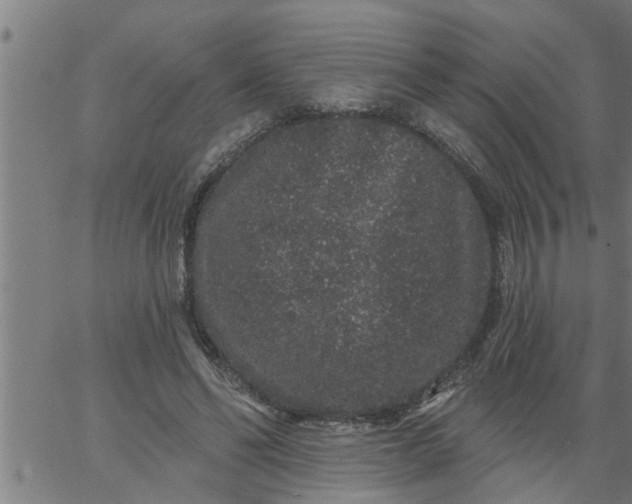 X0000066530494200603311823