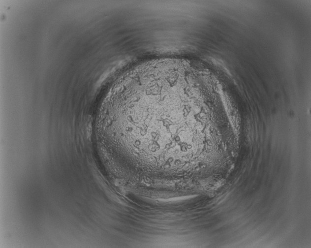 X0000066530495200603311823