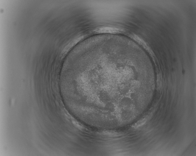 X0000066530529200603311822