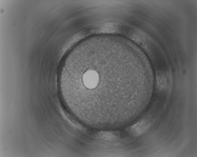 X0000066530534200603311822