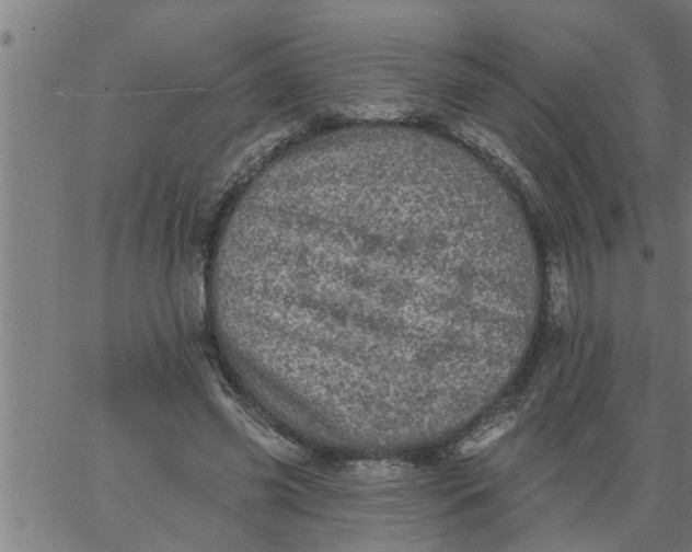 X0000066530541200603311822