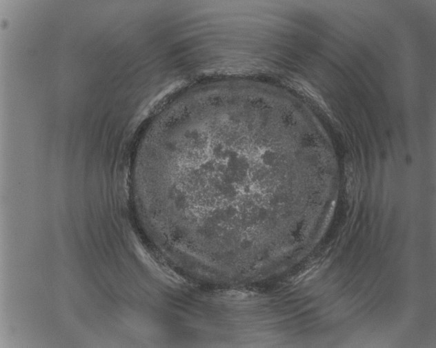 X0000066530542200603311822