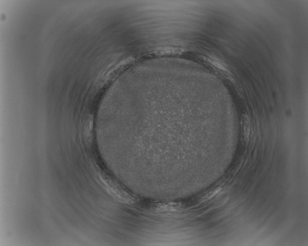 X0000066530550200603311822