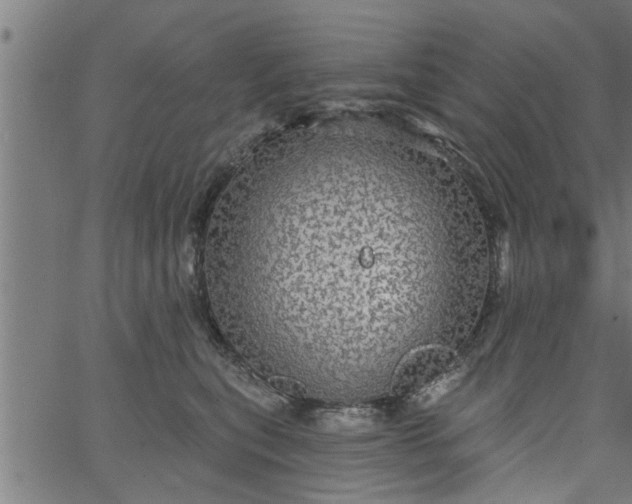 X0000066530567200603311823