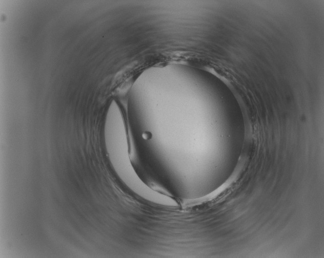 X0000066530570200603311823