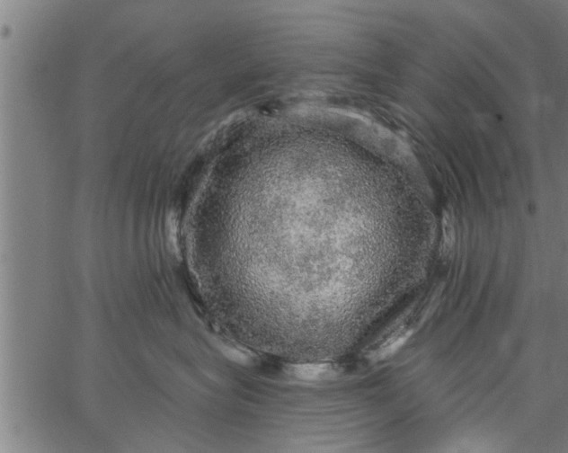 X0000066530575200603311823