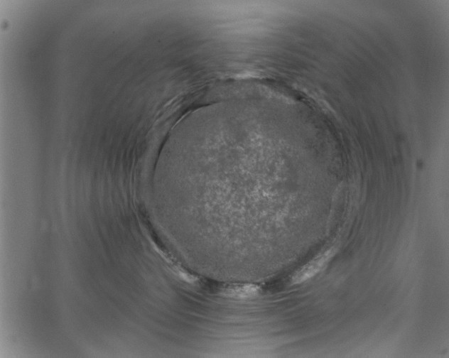 X0000066530576200603311823