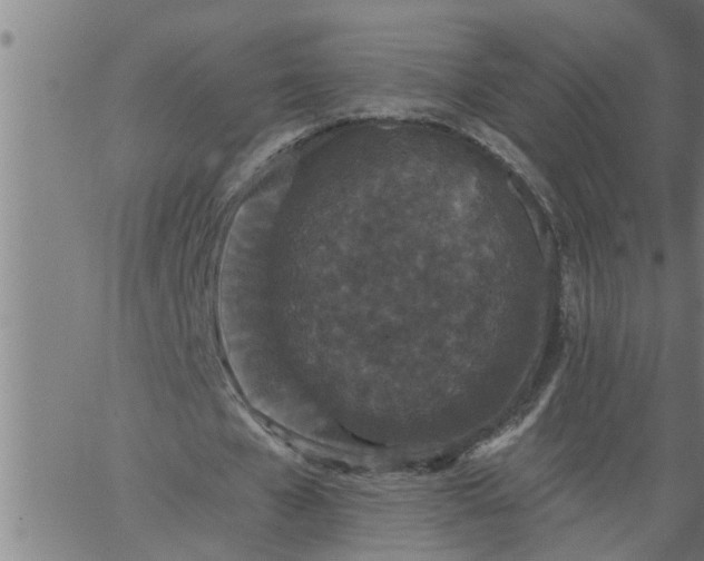 X0000066530577200603311822