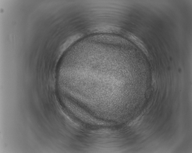 X0000066530578200603311822