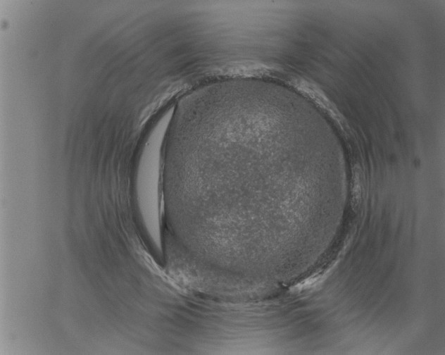 X0000066530585200603311822