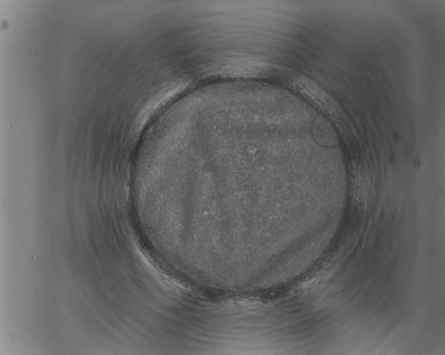 X0000066530586200603311822