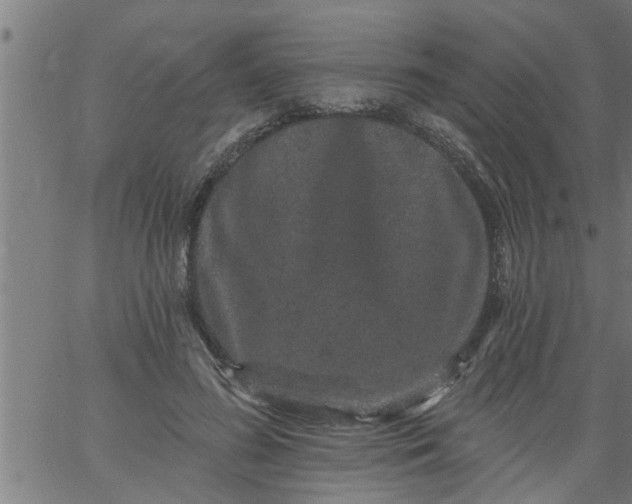 X0000066530596200603311822