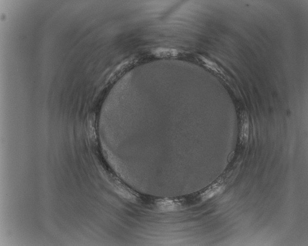 X0000066530616200603311821