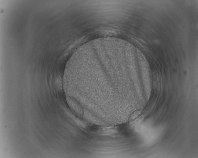 X0000066530622200603311821