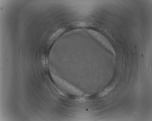 X0000066530624200603311821