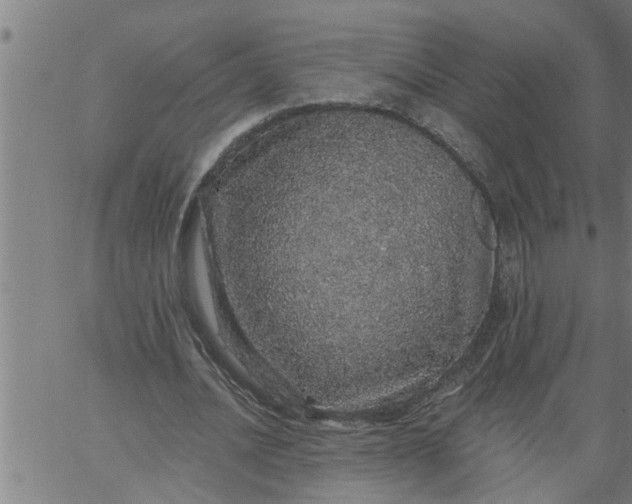 X0000066530628200603311821